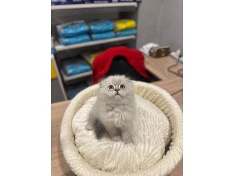 Scottish fold longhair