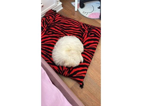 Maltipoo 3.5 aylık