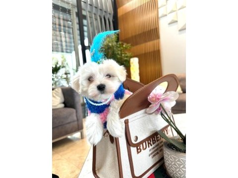 Tatlı yavru maltese köpeklerimizle tanışın!