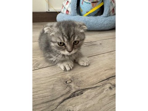 Scottish fold 2 aylık