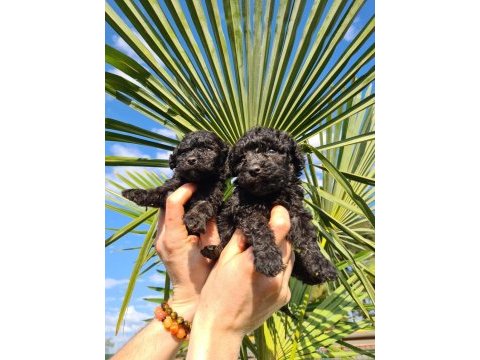 Simsiyah siyah toy poodle yavrularımız