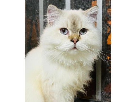 British yavrularımıza takip şartı ile yuva arıyoruz