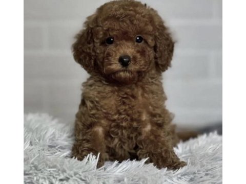 Toy poodle yavrular