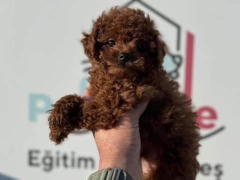 Ankarada ziyarete açık redbrown toy poodle lar