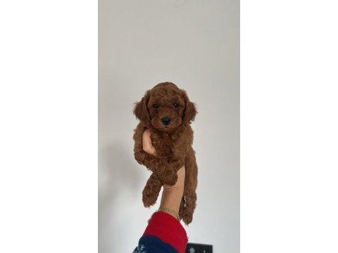 Toy poodle yavrular