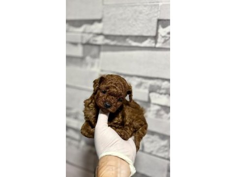 Kore teacup poodle bebek