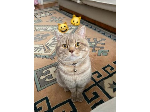 Oyuncu british shorthair
