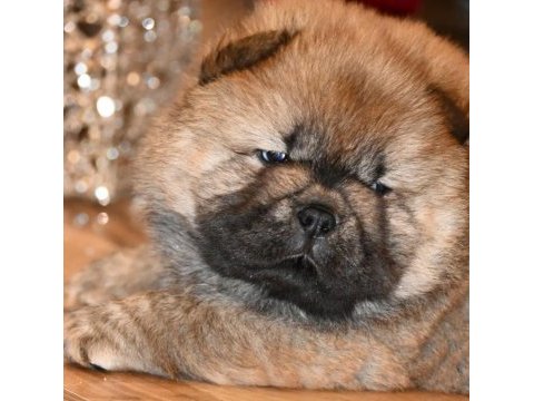 Ailenize neşe getirecek chow chow yavruları