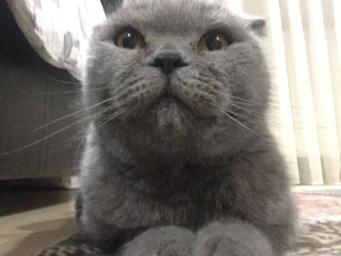 2 yaşında eğitimli tatlımı tatlı kızım scottish fold