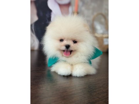 Gülen surat ayıcık pomeranian
