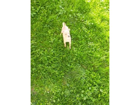 Tarçın evcil chihuahua