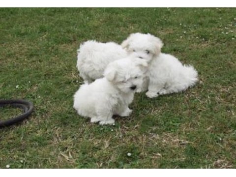 Maltese terrier xs karbeyaz sıfır numara