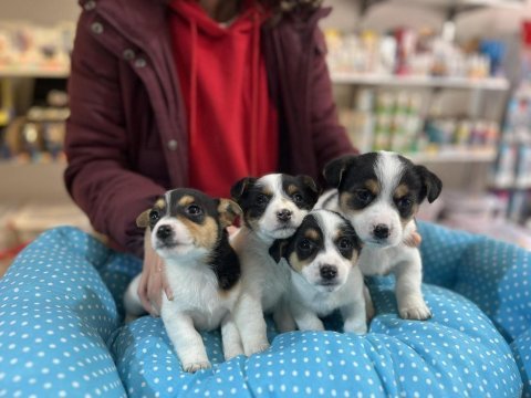 Küçük ırk kisa bacak maskeli̇ jack russel yavrular