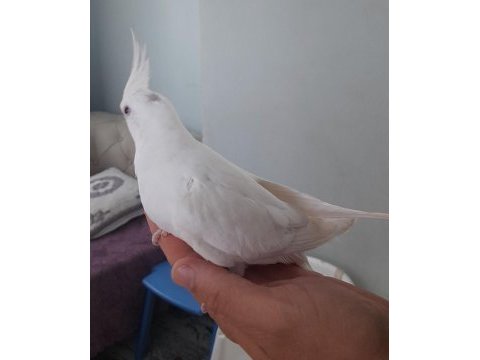 Yavru sultan papağanlar