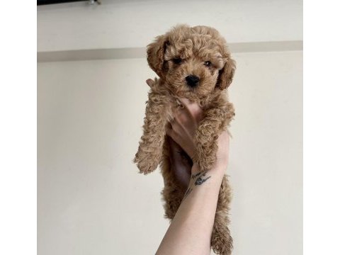 0 numara red brown aşılı maltipoo yavrular