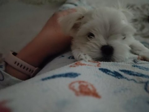 Kore maltese bebekler