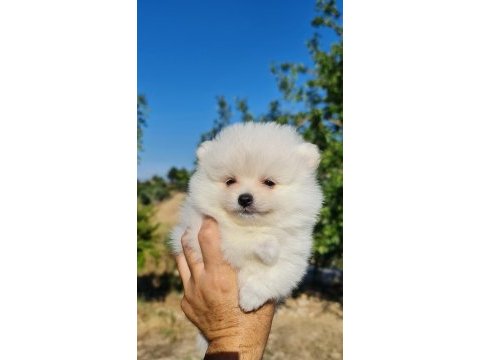 Tedyface pomeranian yavrularımız