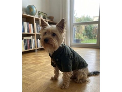Çok uyguna full aşılı köpeğimiz