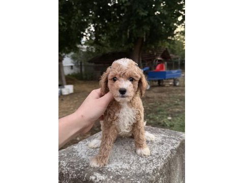 Toy poodle ayarında maltipo oğlumuz