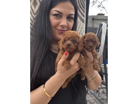 Red toy poodle yavrularım
