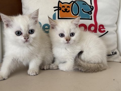 En güzel british shorthair yavrularımız ziyarete açık