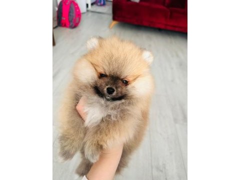 Üst düzey pomeranian boo