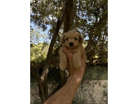 Maltipoo kore kan f2 dünya tatlısı bebekler