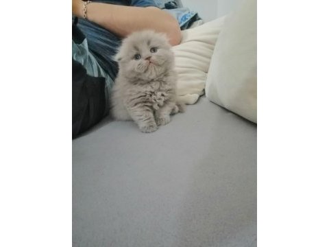 Çok tatlı çocuklarla arası çok iyi scottish fold