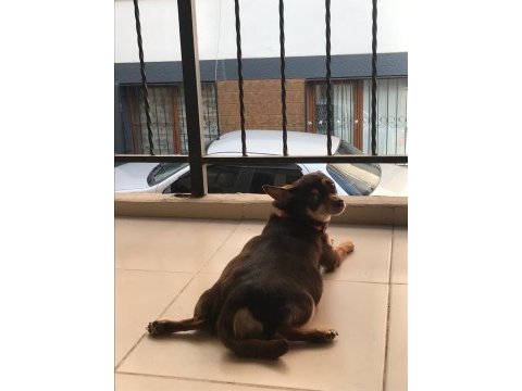 4 erkek 1 dişi minyatür pinscher yavruları