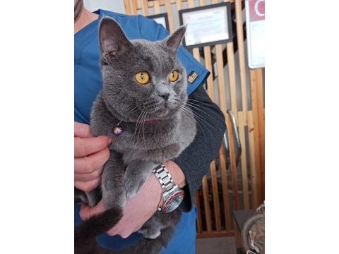 10 aylık oğlumuza dişi partner arıyoruz british shorthair