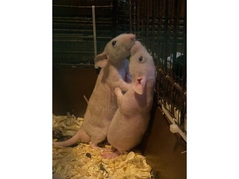 Husky dumbo rat (husky dumbo sıçanı)