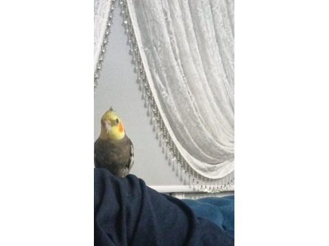 Konuşan full evcil yavru sultan papağanı