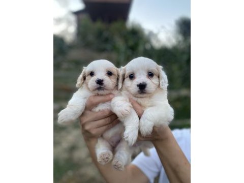 Dünyalar tatlısı maltipoo yavrularımız