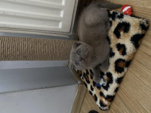 Scottish fold kedimiz