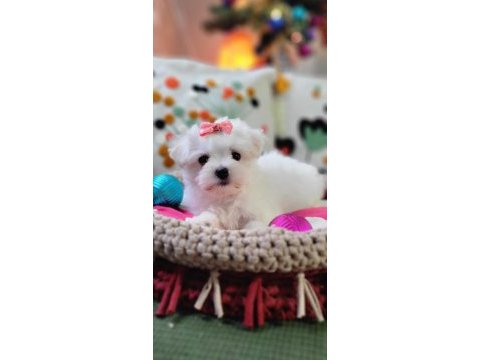 Şecereli teacup kore kanı dişi maltese yavrumuz