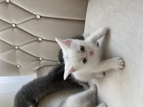 British shorthair kedilerimiz