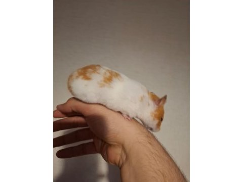 Bedava yetişkin hamster sahiplendirme