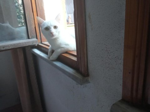 Ankara kedimiz leoya yuva