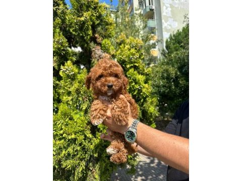 Orijinal toy poodle yavruları
