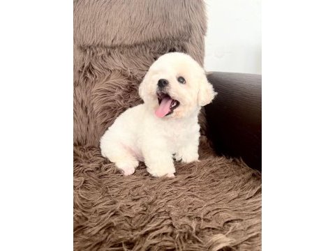 3,5 aylık erkek bichon frise