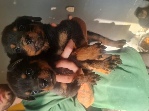 Mükemmel kalitede rottweiler bebeklerimiz için acele edin