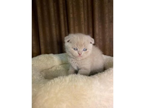 Cinnamon ve lilac scottish straight bebekler