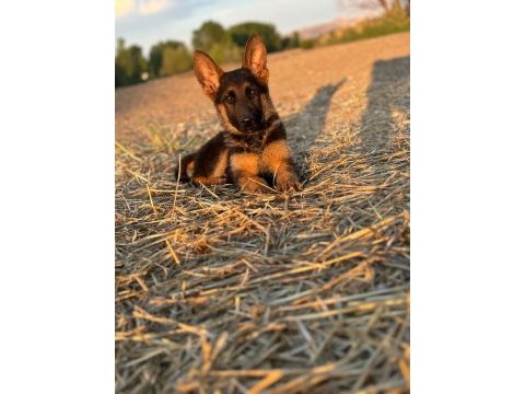 Şecereli alman çoban köpeği show kan hattı