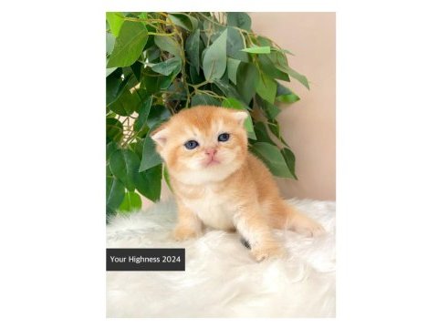 Golden scottish fold yavrular