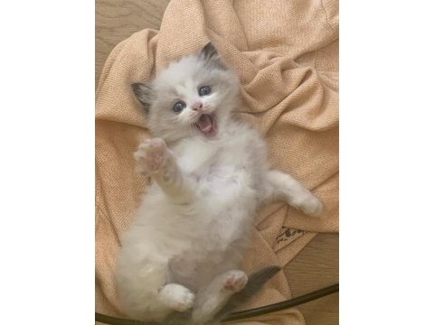 Safkan şecereli yavru dişi ragdoll