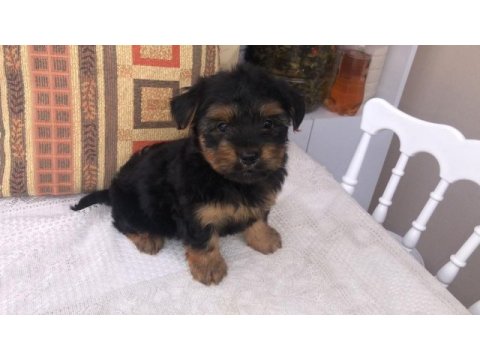 Teacup yorki bebekler dişi erkek mevcut kapıda ödeme