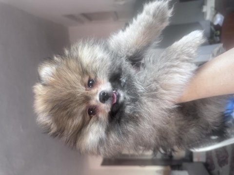 Pomeranıan erkek köpeğimiz ayı surat erkek