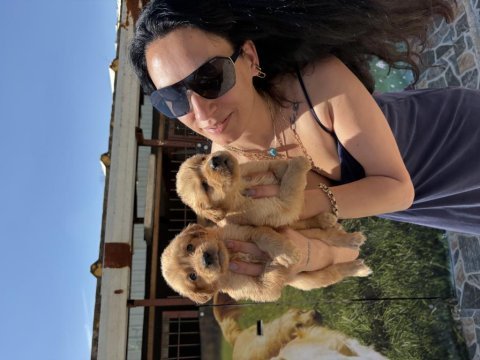 Golden retriever yavrularım sağlık ve ırk garantilidir
