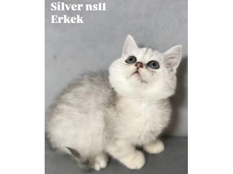 Silver ns11 erkek british shorthair
