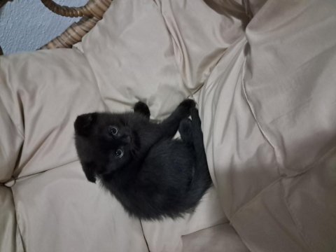 Tatlı scottish fold kardeşler sahiplerini bekliyor